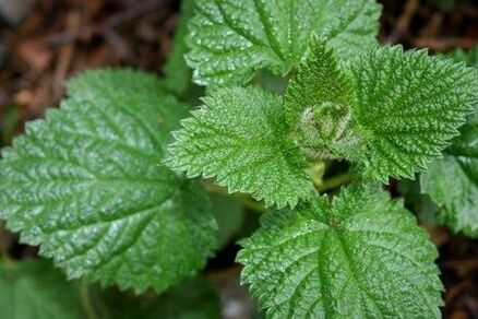 Nettle helps improve power and strengthen libido