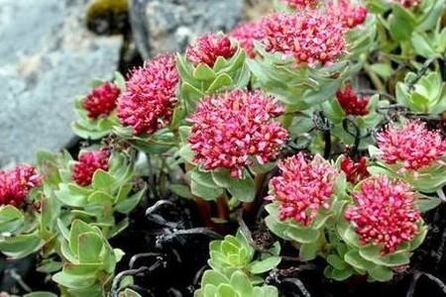 Rhodiola pink to prepare for the increase in the power of the dyeing